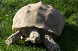 Kura-kura ini Dijual Rp661 Juta, Diklaim Bisa Prediksi Pertandingan Sepak Bola