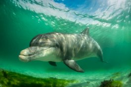 Lumba-lumba Muda Ternyata Doyan Mabuk Pakai Ikan Buntal