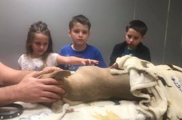 Anjing Ini Mati Akibat Digigit Ular Demi Melindungi Dua Anak Majikannya