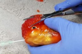 Ikan Mas ini Berenang Terbalik, Kepalanya yang Berat Terpaksa Dipangkas