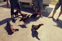 Polisi Gerebek Judi Sabung Ayam di Jeneponto, 4 Pelaku Diamankan