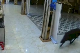 Pria Ini Lagi Menyanyi, Babi Hutan Tiba-tiba Seruduk Tempat Karaoke