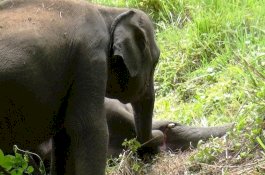 Foto Tragis Anak Gajah Mencoba Bangunkan Induknya yang Mati Diracun Warga