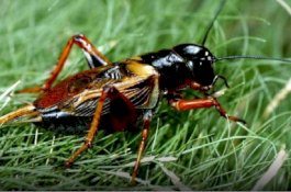 Semut, Jangkrik, Kecoak: Cemilan Sehat Renyah Seperti Keripik Kentang