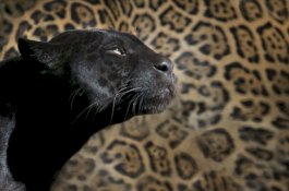 Masuk DPO, Pencuri Panther di Prancis Akhirnya Menyerahkan Diri