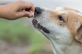 Semua yang Perlu Anda Ketahui Terkait Rabies Pada Manusia