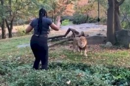 Perempuan Ini Lompat Pagar Masuk Kandang Singa, Lalu dengan Santuy Berjoget