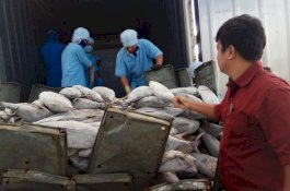 Tangkapan Nelayan di Sulsel Meningkat, Harga Ikan Justru Anjlok