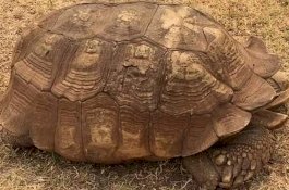 Kura-kura Tertua di Dunia yang Berusia 344 Tahun Telah Mati