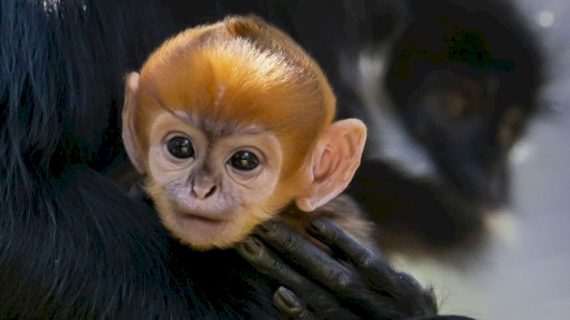 Monyet Paling Langka di Dunia Lahir di Australia