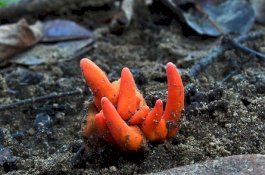 Bisa Kecilkan Otak, Jamur Mematikan Tumbuh di Australia