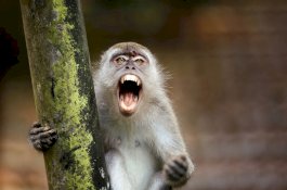 Kelompok Kera Mengamuk, 'Ambil Alih' Vihara di India