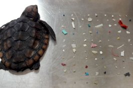 Penyu Ditemukan Mati Mengenaskan dengan 104 Plastik di Perutnya