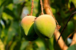 Mangga Dapat Membantu Melindungi Kulit dari Radiasi Ultraviolet