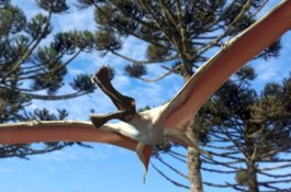 Fosil Hewan Purba Terbang Terbaru Ditemukan di Australia