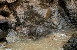 6 Ekor Gajah Thailand Mati Mengenaskan Jatuh ke Air Terjun