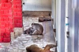 Gerombolan Monyet 'Ambil Alih' Biara di India dan Menyerang Anak-anak