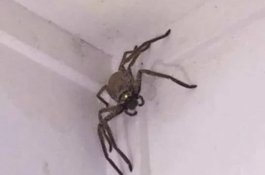 Wanita ini Ketakutan Temukan Laba-laba Sebesar Panci di Ruang Tamunya