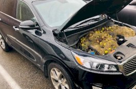 Kap Mobil ini Penuh Kenari dan Rumput, Rupanya Pelakunya Tupai