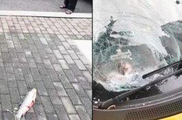Ikan Jatuh dari Langit Menimpa Mobil, Kaca Depannya Hancur