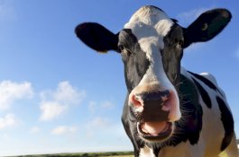 Pria Aneh Ancam Petani karena Dilarang Hubungan Seks dengan Sapinya