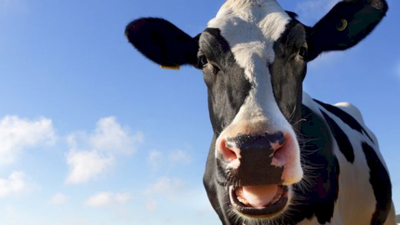 Pria Aneh Ancam Petani karena Dilarang Hubungan Seks dengan Sapinya