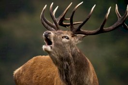 Rusa Zombie Mulai Ancam Amerika Serikat