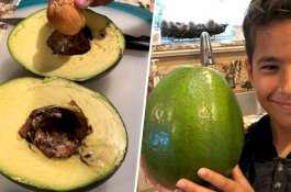 Alpukat 2,5 Kg Pecahkan Rekor Sebagai yang Terberat di Dunia