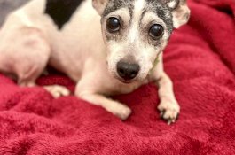 12 Tahun Hilang, Anjing ini Akhinya Bersatu Kembali Dengan Pemiliknya