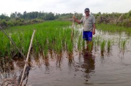 Cintanya Ditolak, Pria Ini Buang Gadis 18 Tahun dan Ibunya ke Sawah yang Tergenang Air