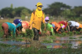 Dorong Penyaluran KUR, BRI Fokus Garap Sektor Pertanian