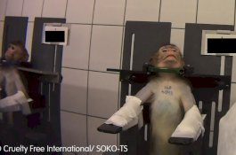 Dijerat Logam: Begini Kondisi Mengerikan Monyet Percobaan di Lab Jerman