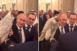 Baru Diberikan Bikin Ulah, Burung dari Putin untuk Raja Salman Buang Kotoran