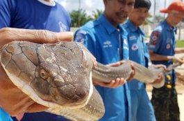 Tim Penyelamat Hewan Selamatkan Raja Ular Kobra di Thailand 