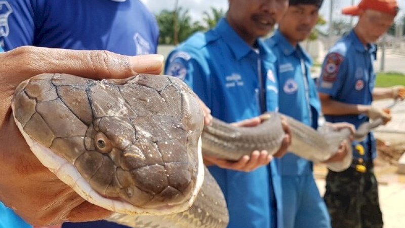 Tim Penyelamat Hewan  Selamatkan Raja  Ular Kobra di Thailand