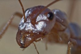 Semut Tercepat di Dunia Bisa Berlari Setara Dengan 579 Km/Jam