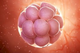 Ilmuwan AS Berhasil Ciptakan Embrio Tanpa Gunakan Sperma dan Telur