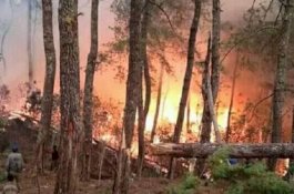 Angin Kencang dan Pohon Tumbang jadi Kendala Petugas Padamkan Api di Lompobattang