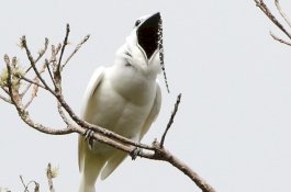 Burung ini Memiliki Suara Paling Keras di Dunia, Bisa Merusak Pendengaran