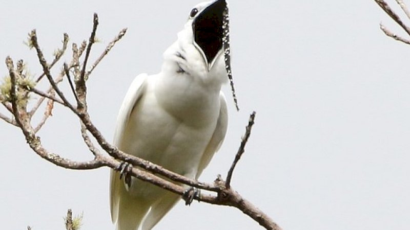 Bellbird