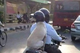 Foto Anjing Pakai Helm Saat Dibonceng Motor Rebut Hati Netizen