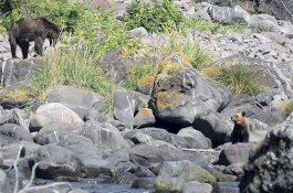 Lagi Cari Kepiting, Pria ini Diserang dan Dikuliti Hidup-hidup oleh Beruang