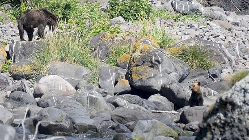 Lagi Cari Kepiting, Pria ini Diserang dan Dikuliti Hidup-hidup oleh Beruang