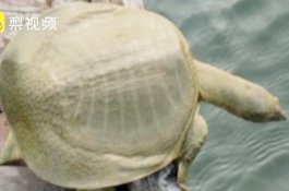 Pria ini Beli Kura-kura Hidup Seharga Rp11 Juta di Pasar, Lalu Dilepas di Sungai