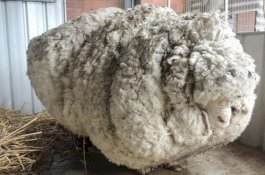 Tercatat dalam Guinness World Records, Domba Pemilik Bulu 41,1 Kg Ini Mati dalam Usia 10 Tahun