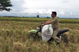 Jadi Mentan, Foto SYL Bawa Ojek Gabah Tersebar