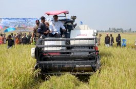 Panen Raya di Pinrang, Nurdin Abdullah: Masalah Benih, Pupuk Kita akan Selesaikan