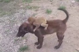 Ditinggalkan Kawanannya, Monyet Digendong Anjing ke Kantor Polisi