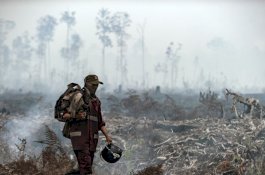Tiga Orang Tewas Dalam Kebakaran Hutan Meksiko