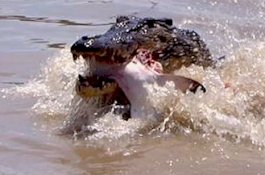 Aksi Heroik Gadis 11 Tahun Cungkil Mata Buaya yang Gigit Temannya di Sungai